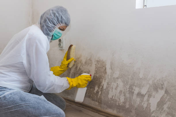 Best Biohazard Mold Removal  in Ecorse, MI